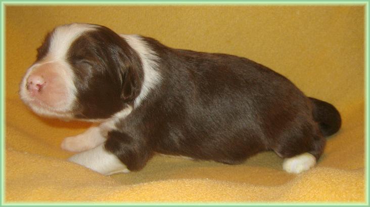 Hennessy Bearded Collie