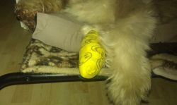 Aua Pfote - Verband